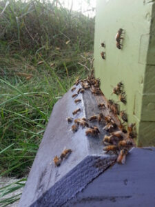 My First Beekeeping Experience Image